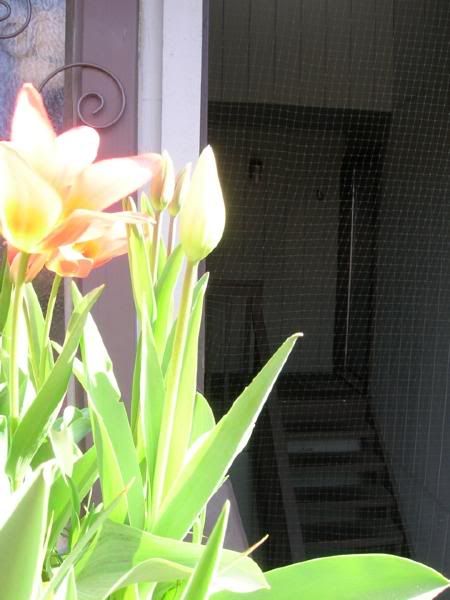 closed tulips 4-12-08