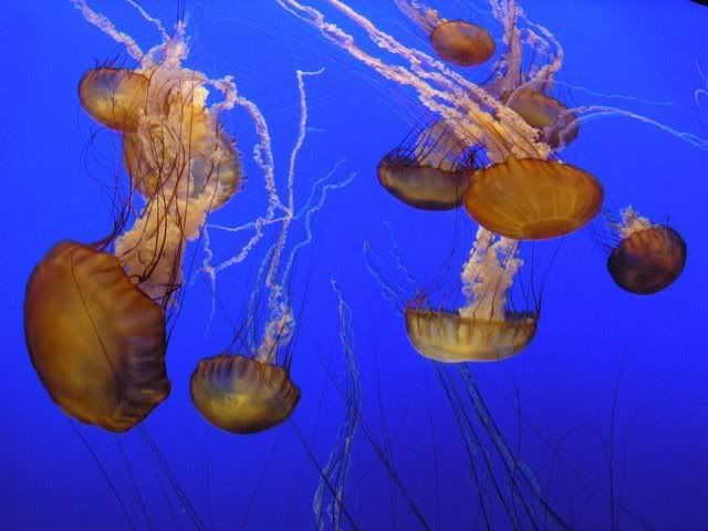 montereyjellies.jpg