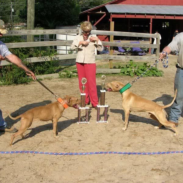 Jeep bred dogs #4