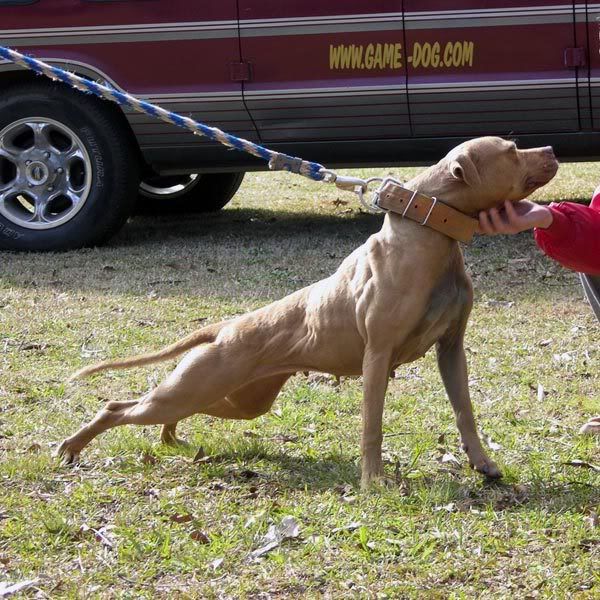 Pitbull jeep #2