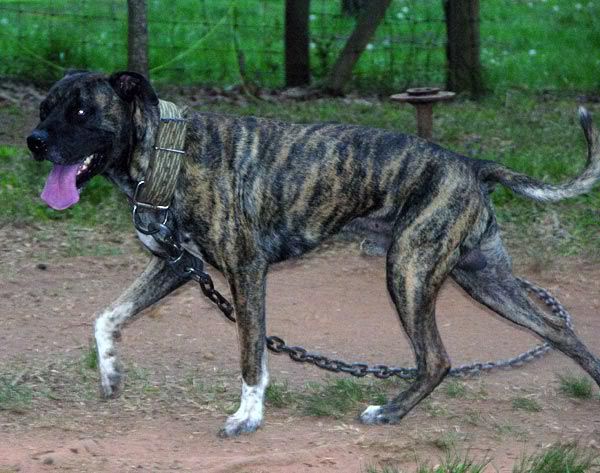 Tiger Striped Mastiff