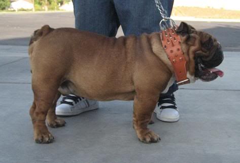 Shar Pei Bulldog Mix Shar Pei Bulldog Mix