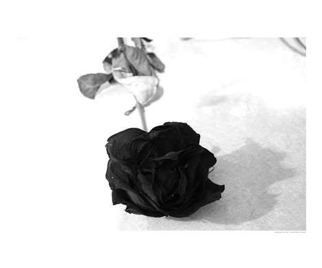 [Image: blackrose-1.jpg]