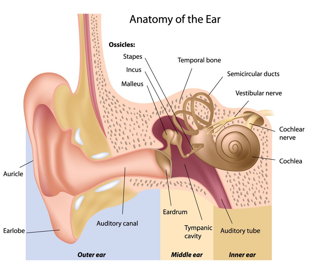  photo ear-anatomy_zps6a2ecd03.jpg