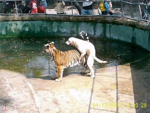 dogdoingtiger.jpg