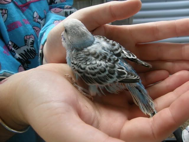 birds001.jpg