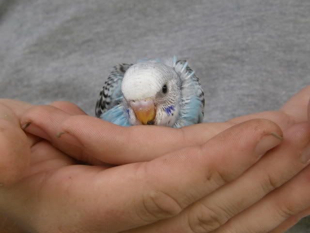 birds002.jpg
