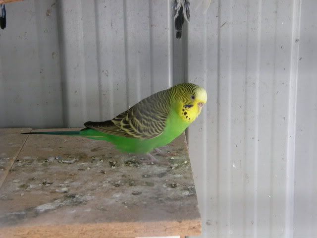 birds006.jpg