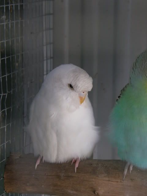 birds008.jpg
