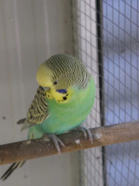 birds009.jpg