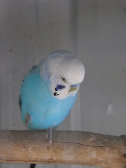birds011.jpg