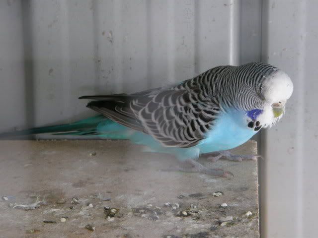 birds012.jpg