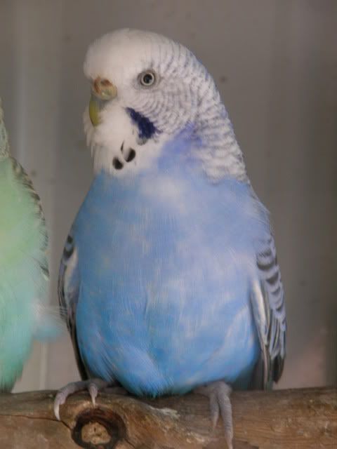 birds014.jpg