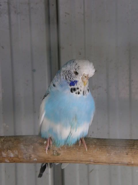 birds019.jpg