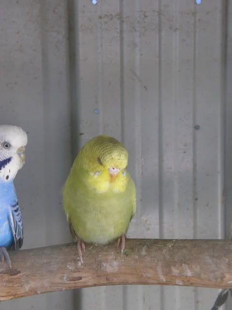 birds020.jpg