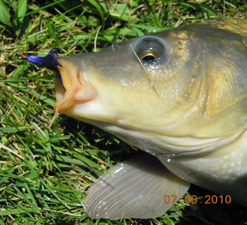 DM_Carp_mulberryfly_cuttys_head_7-3.jpg