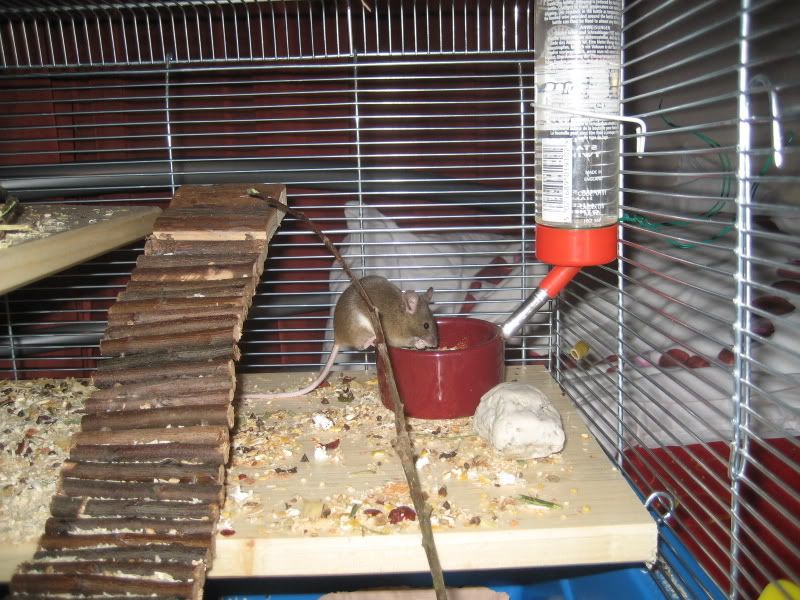 Mslis008.jpg