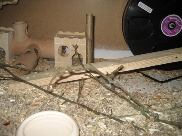Mslis015.jpg