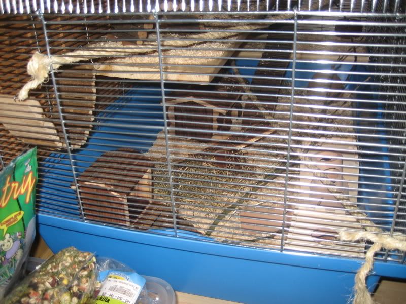 hamster003.jpg