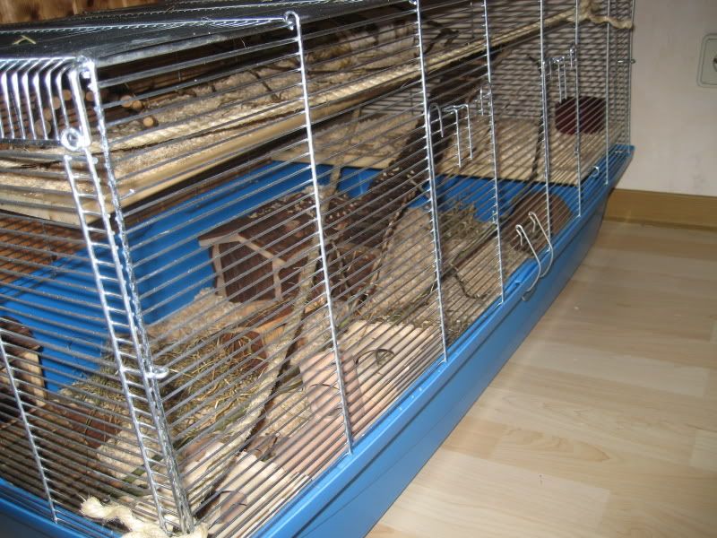 hamster004.jpg