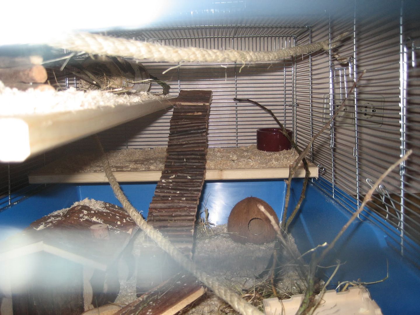 hamster007.jpg