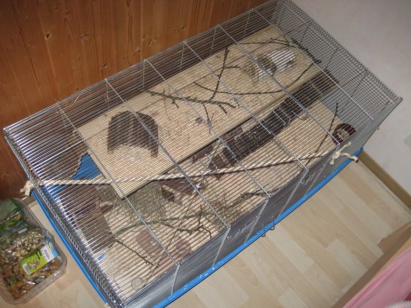 hamster013.jpg