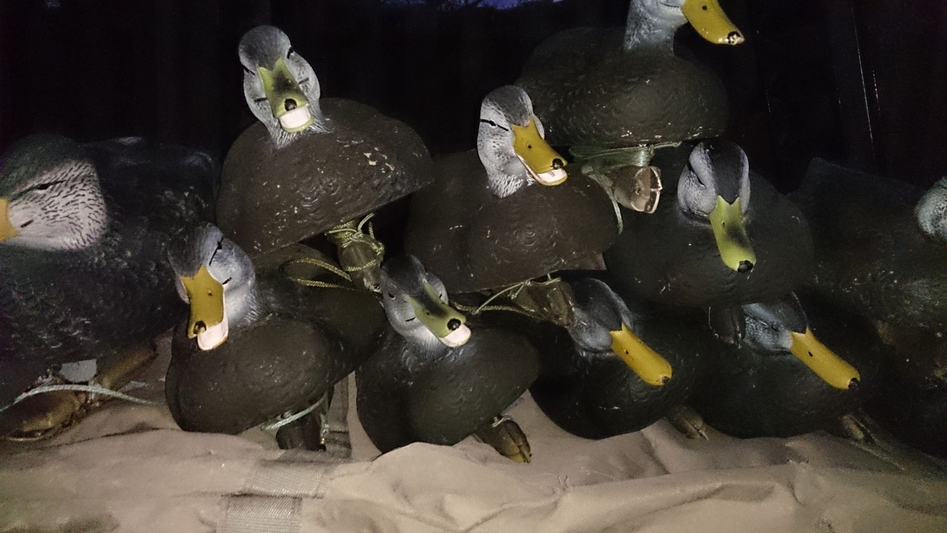 decoys decoys decoys! diver spread for sale