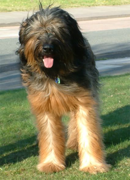 AJ-The-Briard.jpg