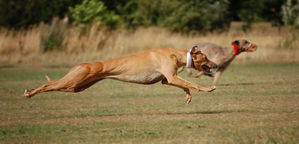 SimulatedCoursing1.jpg
