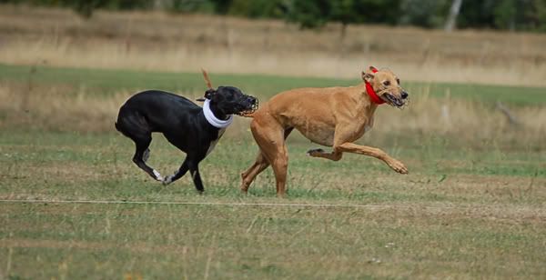 SimulatedCoursing2.jpg