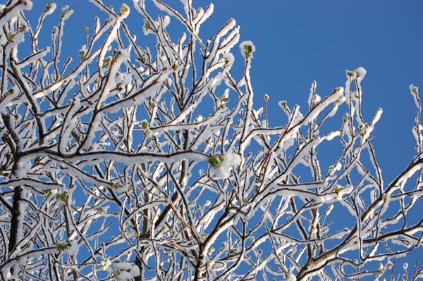 SnowyHorseChestnut.jpg