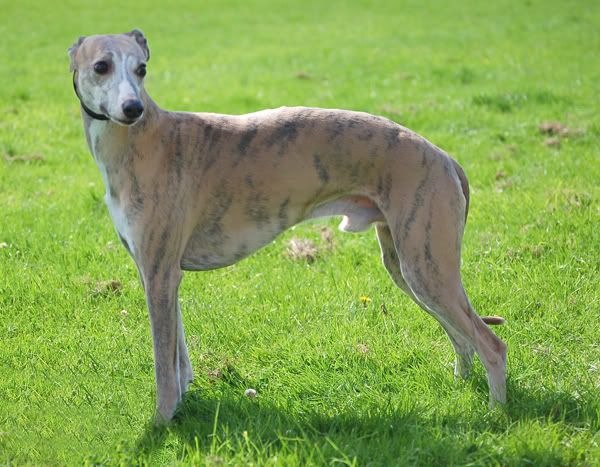 BestSighthound-Owen.jpg