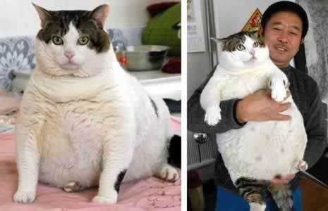 fat cat