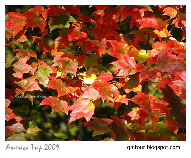 America Autumn 2009_0047 Re_gt.jpg