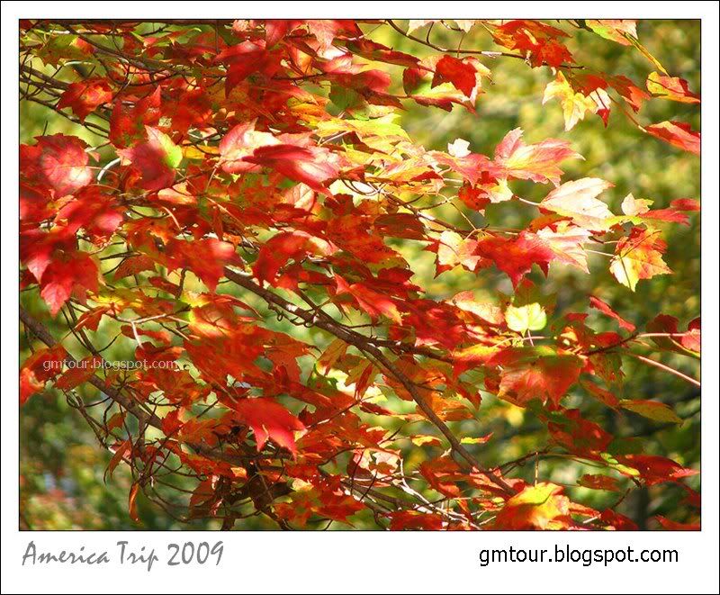 America Autumn 2009_0048 Re_gt.jpg