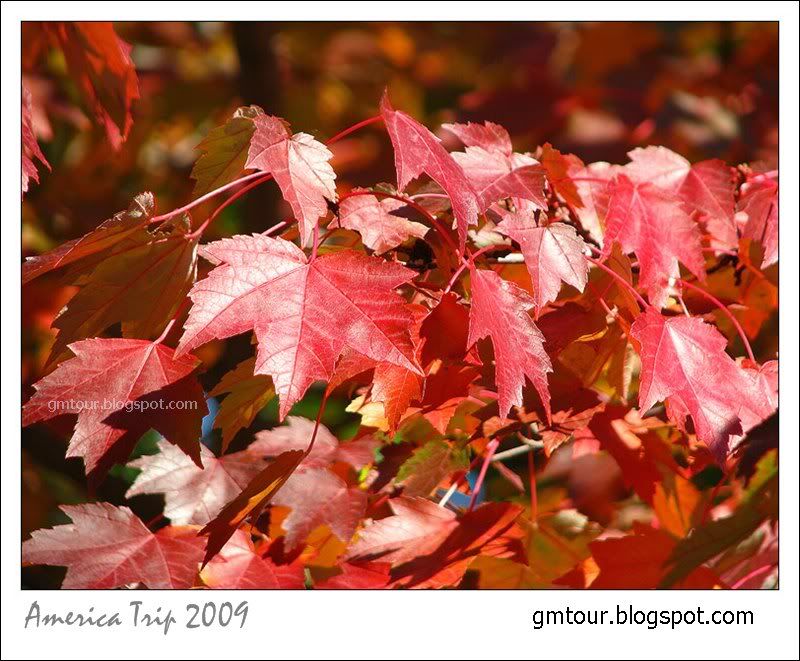 America Autumn 2009_0051 Re_gt.jpg