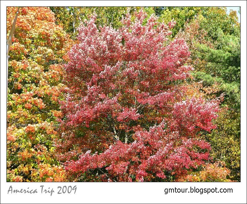 America Autumn 2009_0052 Re_gt.jpg
