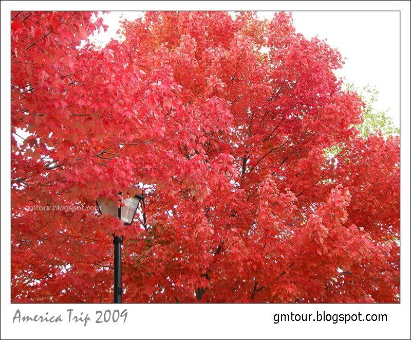 America Autumn 2009_0074 Re_gt.jpg