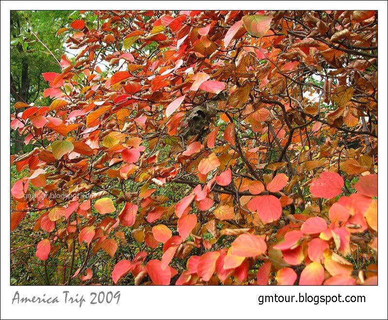 America Autumn 2009_0097 Re_gt.jpg