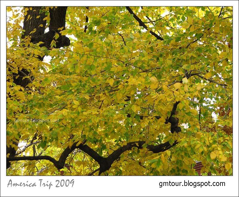 America Autumn 2009_0101 Re_gt.jpg