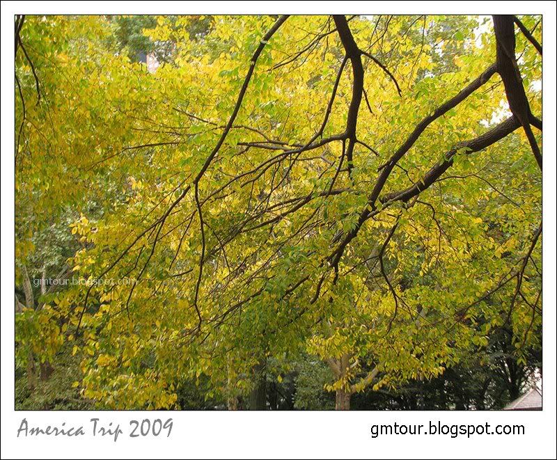 America Autumn 2009_0104 Re_gt.jpg