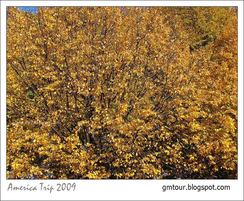 America Autumn 2009_0114 Re_gt.jpg
