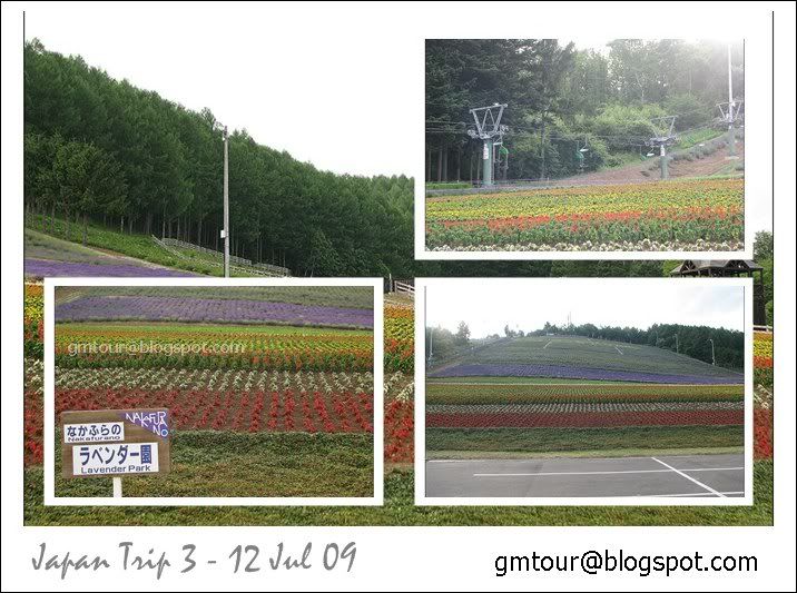 15 Furano Choei Lavender Farm_gt.jpg