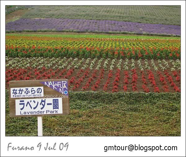 2552-07-09  Furano_0574 Re_600_gt.jpg