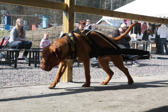 Bordeaux_dog.jpg