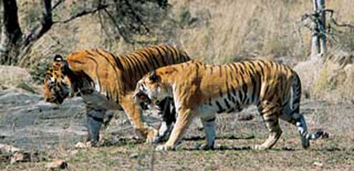 BENGAL AND SIBERIAN TIGERS