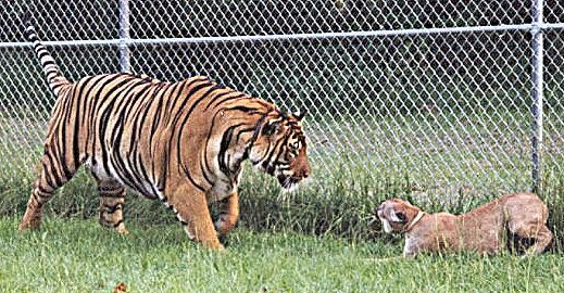 Image result for tiger vs cougar