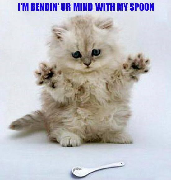 1cat.jpg