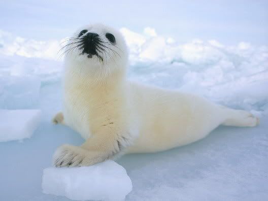 BabyHarpSeal.jpg