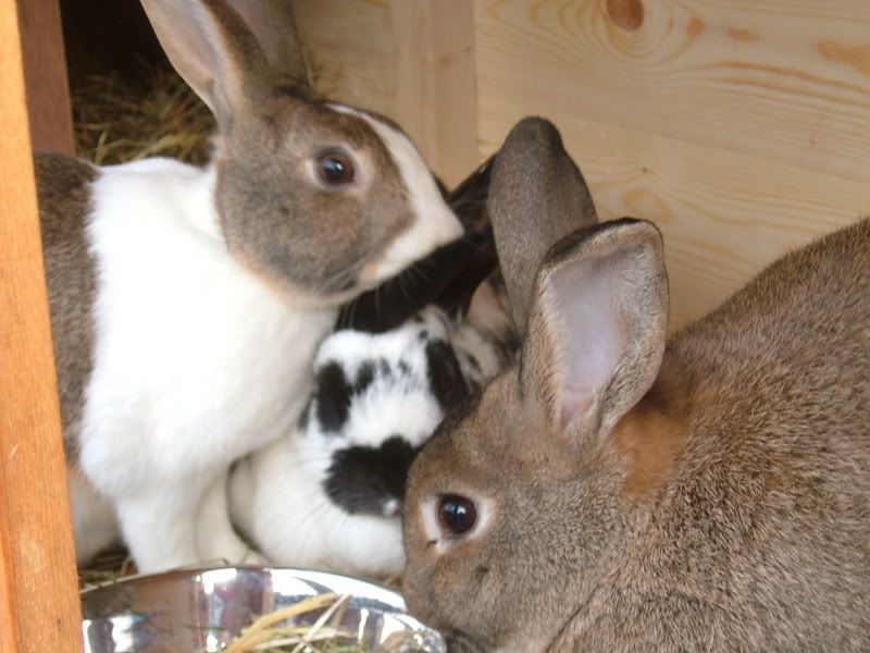 bunnies013.jpg